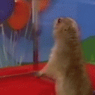 Dramatic chipmunk